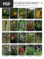 Image result for Malaxis weberbaueriana