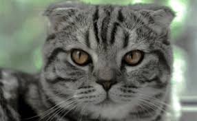 More images for how long do black tabby cats live » How Long Do Tabby Cats Live Indoors Catwiki