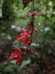 Image result for Gomphia