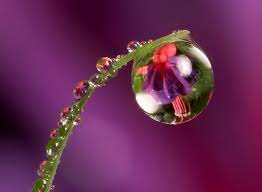 Spring flowers wild flowers rain flowers floral flowers florals daisy love belle photo pretty pictures flower art. Reflective Water Drop Photography Thephotoforum Film Digital Photography Forum