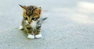 bezdomnyj kotenok chto delat v pervuyu ochered kotenok kotyata zhivotnye