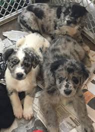 Puppies for sale by joanne graham labradors, print 20x28. Knoxville Tn Australian Shepherd Meet Aussie Duo A Pet For Adoption