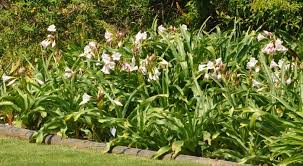 Image result for Crinum walteri