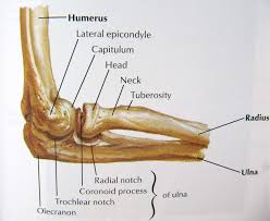 Head, including the bones of the skull (cranium), face, auditory ossicles, and hyoid bone. Elbow Anatomy Bones Human Anatomy Diagram Joints Anatomy Elbow Anatomy Anatomy Bones