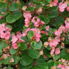 To identify bushes that need time and experience, here are some tips to help you detect differences between deciduous. Plant Identification Red And Pink Flowers