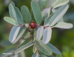 Image result for Grewia flava