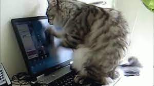The 16 Best Cat Reactions To The Scotus Marriage Equality Decision Cats Cool Cats Animals