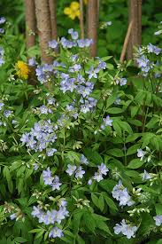 Image result for Campylospermum hiernii