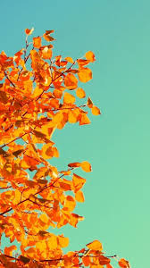 Orange background desert hd orange aesthetic is part of the others wallpapers collection. Orange Aesthetic Iphone Home Screen Wallpaper 2021 Cute Iphone Wallpaper