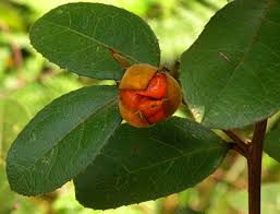 Image result for Paropsia