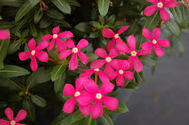 Image result for Catharanthus