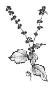 Image result for Triumfetta digitata