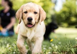 Abandons d'animaux domestiques en france. Les Animaux Domestiques Municipalite De Saint Charles De Bellechasse
