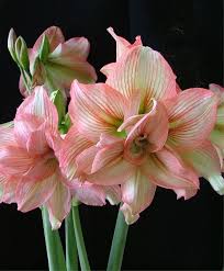 Amaryllis Zombie Christmas Flowering Double Amaryllis Amaryllis Flower Bulb Index Bulb Flowers Amaryllis Flowers Pretty Flowers