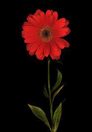 Red Daisy Fancy Flowers Beautiful Flowers Red Flowers