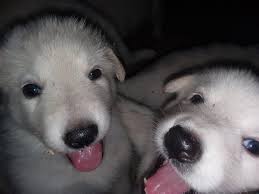 German shepherd dog (gsd) on instagram: Brases White German Shepherds Home Facebook