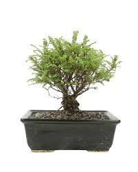 Image result for Ulmus parvifolia