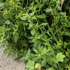 Image result for Dysphania pumilio