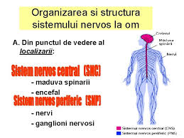 Sistemul nervos indeplineste rolul de reglare, coordonare si integrare a functiilor tuturor functia de conducere a cerebelului se realizeaza prin caile proprii si caile de proiectie; Sistemul Nervos Coordoneaz Activitile Umane Adaptnd Organismul La