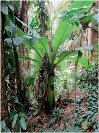 Image result for Lepidotrichilia volkensii