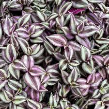 Image result for Tradescantia zebrina