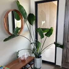 Image result for Strelitzia