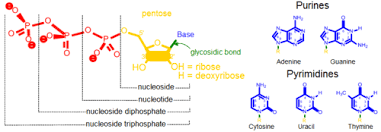 nucleoside vs nucleotide difference and comparison diffen