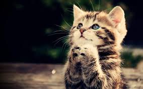 It also got popular in uk, and today it is used in both us three little kittens is a quite long nursery rhyme that tells the story about three little kittens who lost their mittens. Cute Kitten Wallpapers Top Free Cute Kitten Backgrounds Wallpaperaccess