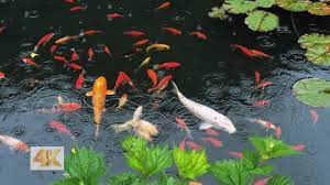 Plus your entire music library on all your devices. Nature Sound Raining Pond Goldfish The Sound Of Birds Youtube