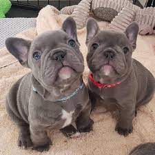Bulldog Dogsofinstagram Dog Frenchie Dogs Bulldogsofinstagram Frenchbulldog Puppy Englishbulldog French Bulldog Puppies Cute Baby Dogs Bulldog Puppies