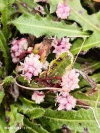 Image result for Cuscuta planiflora