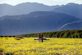 This workshop is limited to six (6) participants. California Wildflowers How To Catch The Spring Blooms The New York Times