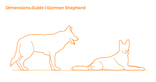 German Shepherd Dimensions Drawings Dimensions Guide