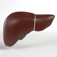 Anatomy Human Liver And Gallbladder Human Anatomy Gallbladder Liver