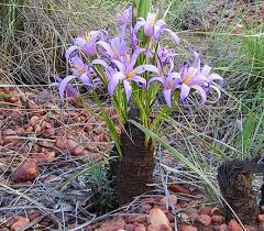 Image result for Xerophyta wentzeliana