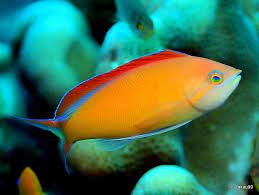 Flame Anthias Maldives Saltwater Aquarium Fish Beautiful Sea Creatures Ocean Creatures