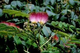 Image result for Albizia zimmermannii