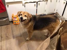 Bubbalou needs new home. Owner has health issues. Senior mixed breed , 50  pounds. Very low maintenance. All shots are updated and vet says she is in  perfect health. Patient with toddlers