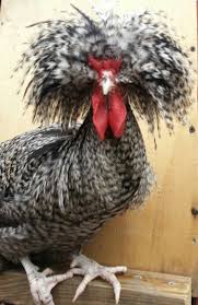 Bird With Fluffy Hair On Head Kevin The Cuckoo Polish Roo Beautiful Chickens Fancy Chickens Pet Birds