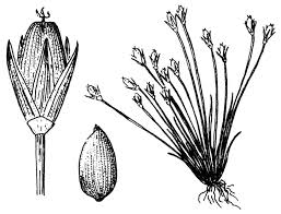 Image result for Juncaceae