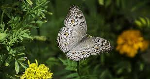 We did not find results for: Butterfly Spirit Animal Symbolism And Meaning