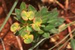 Image result for Euphorbia depauperata