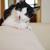 Maine Coon Tuxedo Cat