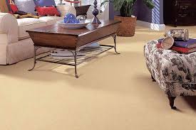Domesticated bactrian camels and wild bactrian camels. Carpet Sales And Installation In Tappahannock Va