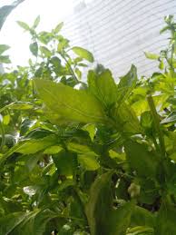 Unmanaged, this can lead to permanent damage to your the stream of water will knock off any spider mites on your plants. What Is This Pest On My Hydroponic Basil And How Can I Remove It Gardening Landscaping Stack Exchange