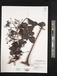 Image result for Astropanax myrianthus