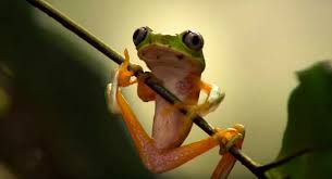 Things to do near tree frog canopy tours zipline. Symphony For Our World Film Review Spirituality Practice