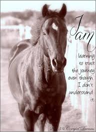 Many horse people are baffled by donkey behavior because they start off with one big mistake. Trust Horse Quotes Quotesgram