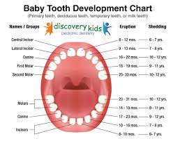 Most babies cut their first teeth between the ages of 4 to 7 months, according to the american academy of pediatrics. Importance Of Baby Teeth Discovery Kids Dentistry