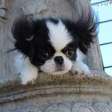 Japanese Chin 2 Chien